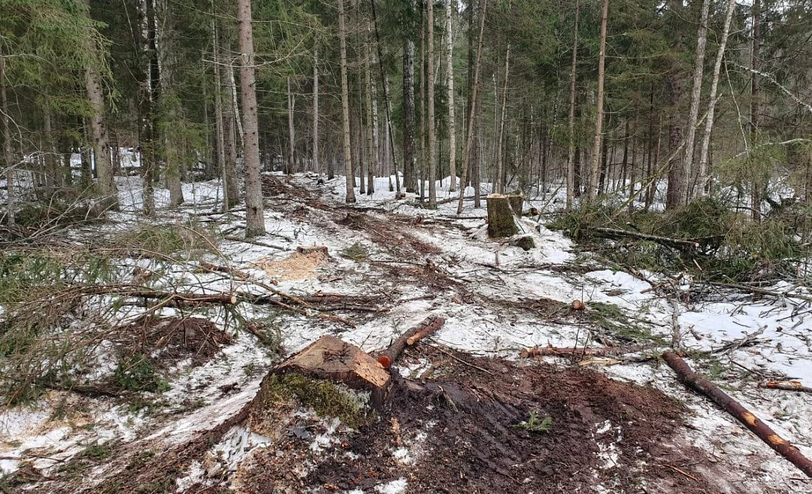 Черный лесоруб задержан с поличным в Тверской области